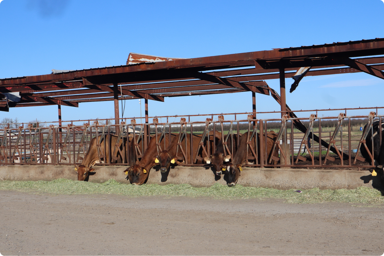 Cows at the sanctuary
